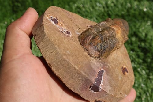 Image of Trilobite Fossil Reedops Trilobite Fossil Trilobites Rock Trilobite Fossils from Morocco Trilobite Fossil Trilobites A240