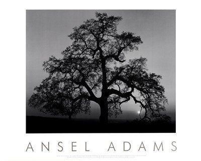 Oak Tree - Sunset City, Californië (reliëf) Art Poster PRINT Ansel Adams 30x24 door Little Brown and Company