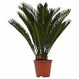 Cycas Revoluta: Diese Cycas stammt aus der Familie der Cycadales und ist ursprünglich in Südostasien beheimatet. Der Sagopalmfarn, auch als Palmfarn oder Sagopalme bekannt, wird vor allem wegen seiner anmutigen Blätter an einem kräftigen und robusten Stamm geschätzt. Die Pflanze wird mit Luxus assoziiert, da sie oft am Eingang großer Gebäude steht. Ihr üppiges Grün verleiht jedem Innenraum Frische und Eleganz.