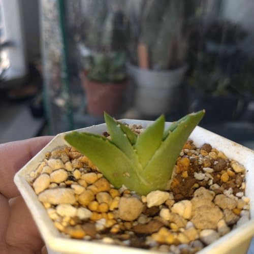観葉植物 アガベ 笹の雪」の人気商品一覧 | 安い商品を通販サイトから