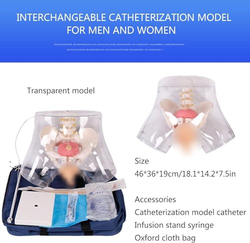 Modèle d'anatomie de cathétérisme féminin pour simulateur - 2