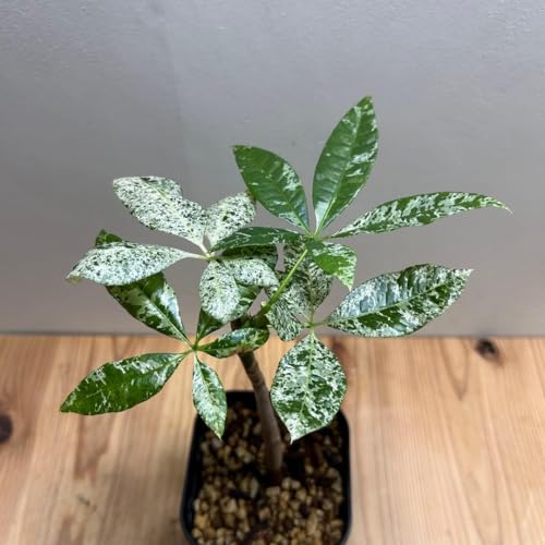 観葉植物 パキラ 斑入り」の人気商品一覧 | 安い商品を通販サイトから