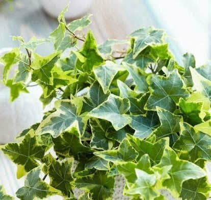 Image of Live English Ivy Plant with Pot | Hedera Helix Air Purifying Hanging Vine Plant | Low Maintenance Decorative Creeper for Home Office Balcony Living Room Wall Garden Decor | Pack of 1