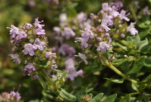 Just Seed Herb - Thyme Large - Thymus pulegioides - 700 Seeds