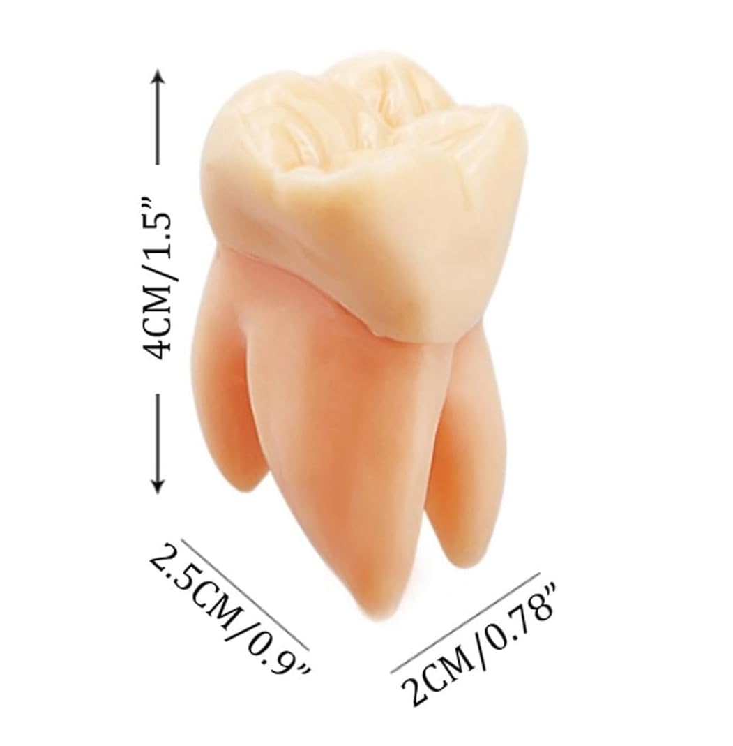 Model zębów stałych, 32 szt., żywica dentystyczna, edukacyjne, demonstracyjne, narzędzie do nauki i nauki anatomii zębów