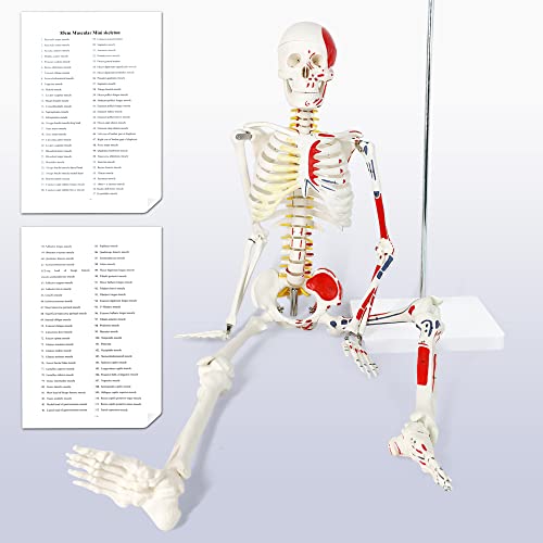 Image of EVOTECH SCIENTIFIC Numbered Mini Human Skeleton Model for Anatomy, 33.5'' Human Skeleton Model with Muscle Insertion & Origin Points Removable Stand for Medical Anatomical Study, Manual Included
