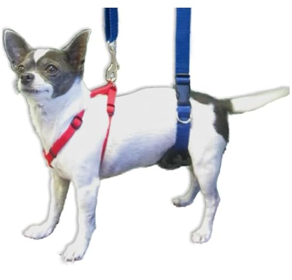 GINGERLEAD Dog Support Sling Harness, X-Small Fits Pets Under 25 lbs or Male Dachshunds with IVDD, Spinal Disc Disease, or Back Injuries. Assist Old or Arthritic Pets. Chest Harness not Included. by GingerLead - Image 7
