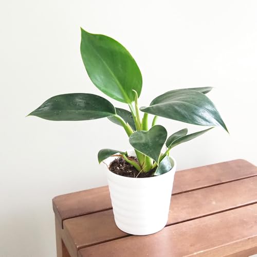 ITANSE フィロデンドロン アップル 3.5号 2個セット【品種で選べる観葉植物】学名:Philodendron 'Apple'/サトイモ科 非耐寒性常緑多年草●フィロデンドロンの中でも比較的新しく、まだ流通量が少ない品種。丸みを帯びた可愛らしい深い緑