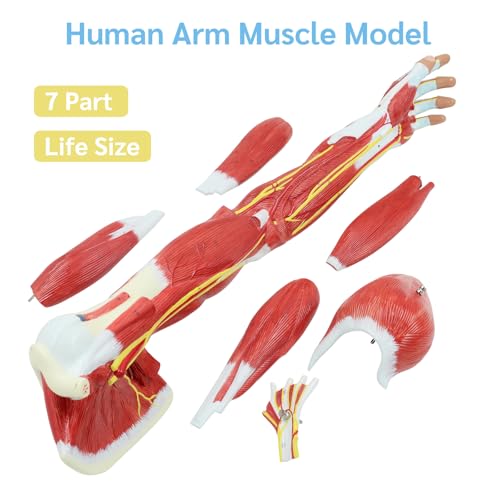 JNMFTD Human Arm Anatomical Muscle Model,Life Size 7 Parts Removable Upper Limb Shoulder Bone Elbow Artery Forearm Hand with Product Manual Card PVC Base for Study Teaching Medical Model Educational