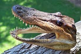 Gator Head 5-6 Inch Real Alligator Head By Hinterland Trading