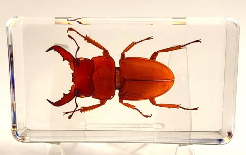Image of 2.9 inch Real Golden Dorcus Titanus Platymelus Stag Beetle in Crystal Clear Lucite Resin Specimen Preserved Insect Taxidermy Collection for Biology Science Education & Desk Ornament Display Supplies