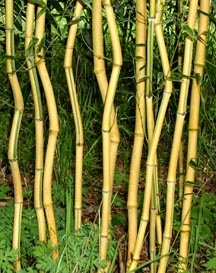 Hedging Screening Bamboo Plants with Yellow Stems & Green Stripe in 10 Litre pots. 5 Plants Hedging Pack. 7-8ft Tall Plants
