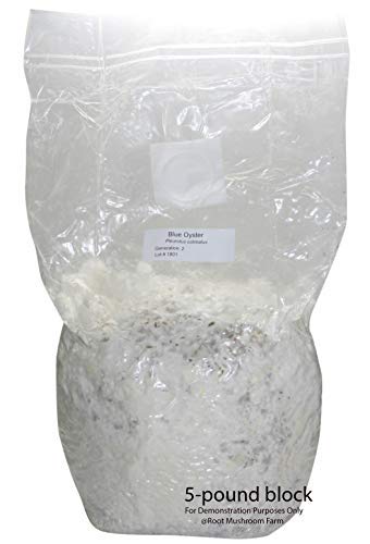 Root Mushroom Farm-50 Count Mushroom Growing Bags/Mushroom Spawn Bags, 0.5 Micron Filter, 3 Mil Polypropylene, Middle Size 5" X 5" X 19" #TOP4