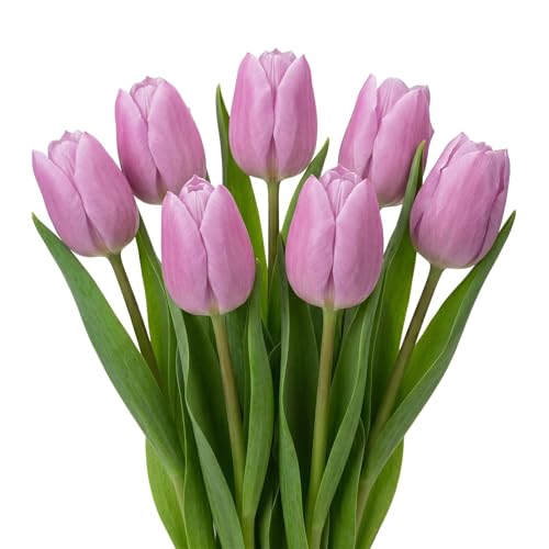Votaniki's Tulip Candy Prince Bulbs for Planting Soft Lavender Early
