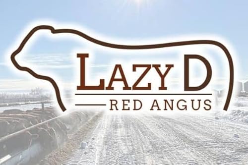 Red Angus Breeder Cody Berg