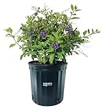 Nature’s Way Farms Duranta Sapphire Outdoor Flowering Live Plant (25-30in Tall) in Grower Pot Comes Without Flowers