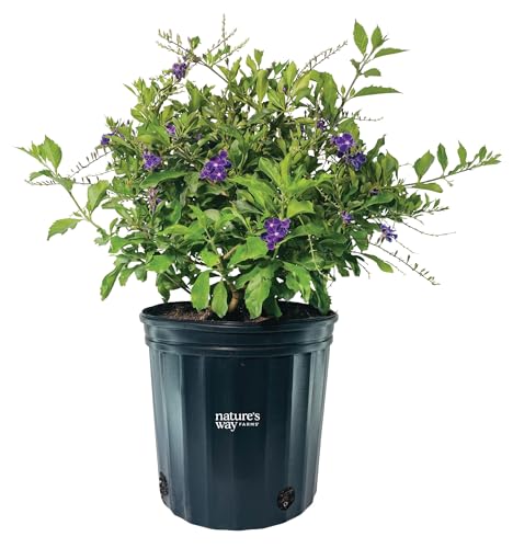 Nature’s Way Farms Duranta Sapphire Outdoor Flowering Live Plant (25-30in Tall) in Grower Pot Comes Without Flowers