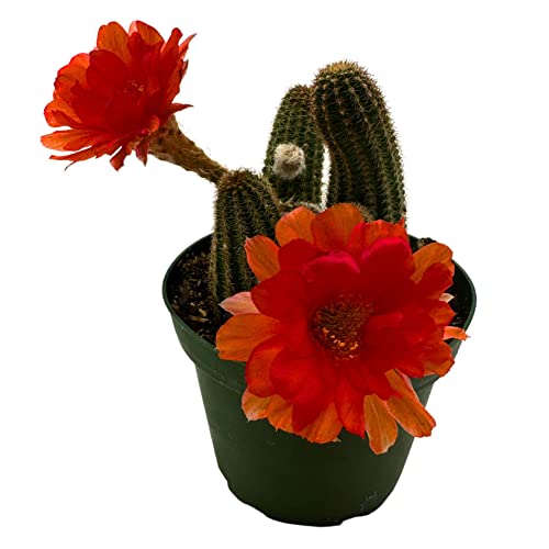 Peanut Cactus, Echinopsis Chamaecereus, Beautiful Healthy Well Rooted Starter Plant In 4 Inch Pot #TOP3