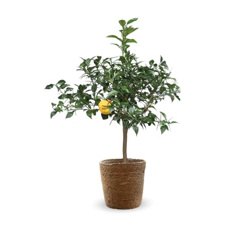 Attitude Jardin - Citronnier yuzu avec panier en jonc de mer - agrume méditerranéen - arbre fruitier - 75-85 cm - ⌀ 25 cm