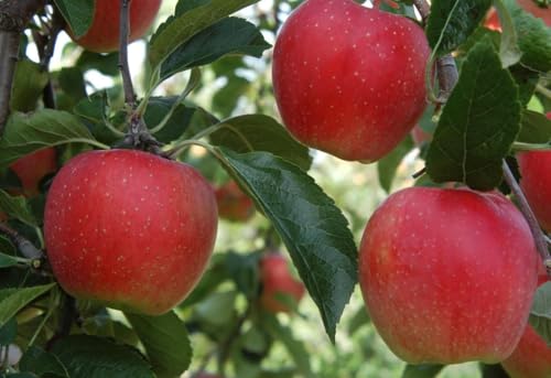 Direct Plants Apple Worcester Pearmain Fruit Tree 6ft Tall Supplied in a 12 Litre Pot