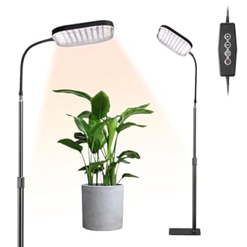 Bright Direct Light Plants That Will Transform Your Space Today 1 bright direct light plants
