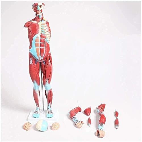 Menschliches Muskelmodell, medizinisches anatomisches Muskel- und Skelettmodell, menschliches Skelett, Muskelanatomiemo