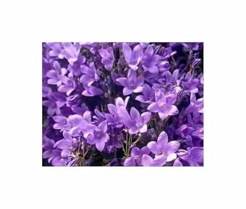 Pcs - 2500x Prairies Campanule Carpatica Semences Jardin Plantes Graines K316 - Seeds & Plants Shop by Ipsa