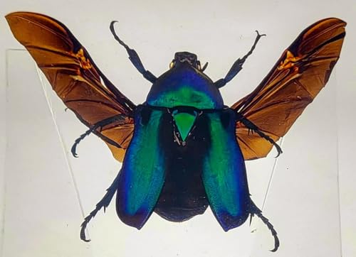 Image of 2.9 inch Green Blue Rose Chafer Beetle w /Open Wings in Crystal Clear Lucite Resin Paperweight Specimen Preserved Rhomborrhina Sesplendens Insect Taxidermy Collection Biology Science Education Display