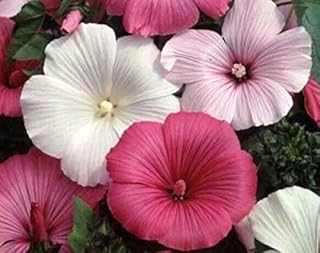 Mix Colour Rose Mallow - Lavatera trimestris Flower Seeds, Also Known as Annual Mallow or Royal Mallow Home Garden Planting by Heirloom Garden, 25 Seeds