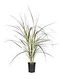 Red Fountain Grass I 1 Large Gallon Size Plant I Pennisetum Setaceum Rubrum I Live Premium Quality, Ornamental Perennial Grass for Eye-Catching Landscaping, Gardens