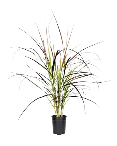 Red Fountain Grass I 1 Large Trade Gallon Size Plant