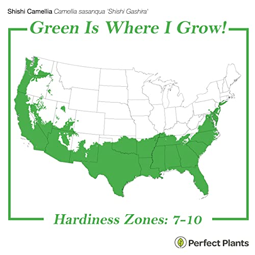 Perfect Plants Shi Shi Camellia Shrub 3 Gal. Pot | Camellia Sasanqua 'Shishi Gashira' | Pink Flowering Plant | Small Outdoor Tree | Spring Blooming Flowers #TOP2