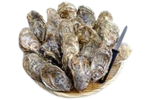 6ヶ月 定期便 厚岸産 殻付き 牡蠣 Lサイズ 20個入 (各回20個×6ヶ月分,合計120個) カキナイフ付き 加熱容器付き 魚貝類 生牡蠣 かき 殻付き牡蠣 マルえもん 6カ月 6回 半年
