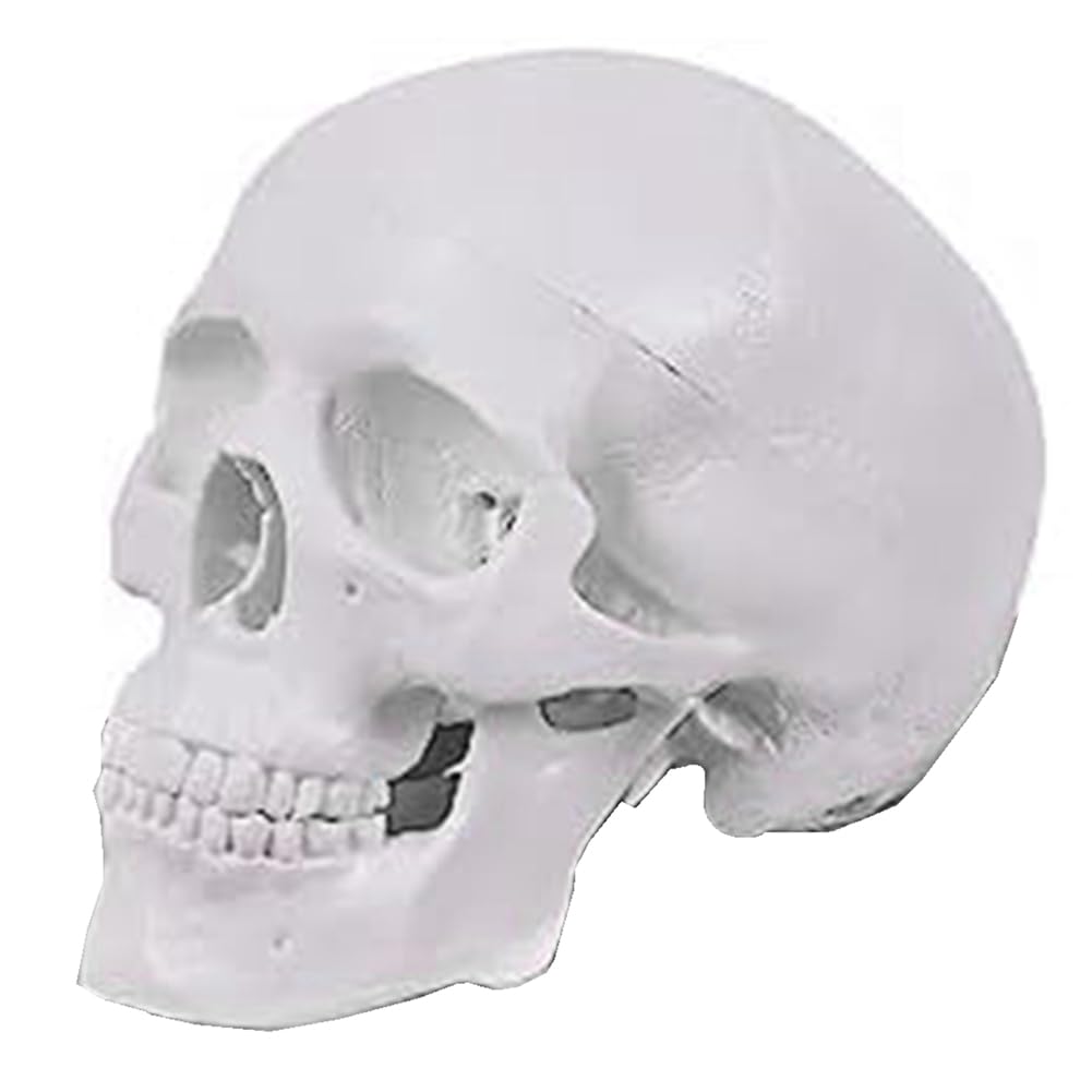 Mini Modelo de CráNeo Humano, Modelo de CráNeo AnatóMico de 3 Partes con Tapa de CráNeo ExtraíBle y MandíBula Articulada