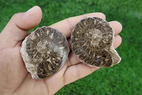 Ammonite Nodosoides A544 cadeau haut de gamme fossile naturel poli