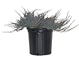 Bar Harbor Juniper, green leafed evergreen in 2 Gallon pot - Juniper horizontalis 'Bar Harbor'