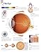The Eye chart: Wall Chart