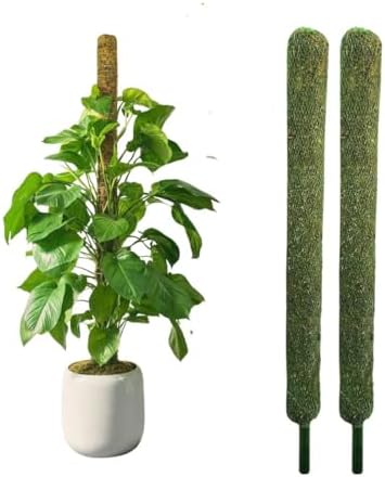 Nayra Plant Support Moss Stick(2Ft Pack of 2)- Green Grass Pole for Plants Support, Support Stick for Money Plant, Climbing Indoor Plants