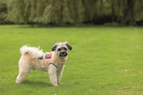 Beeztees Hundemantel Teddy beige, Farbe:beige, Größe:40 cm