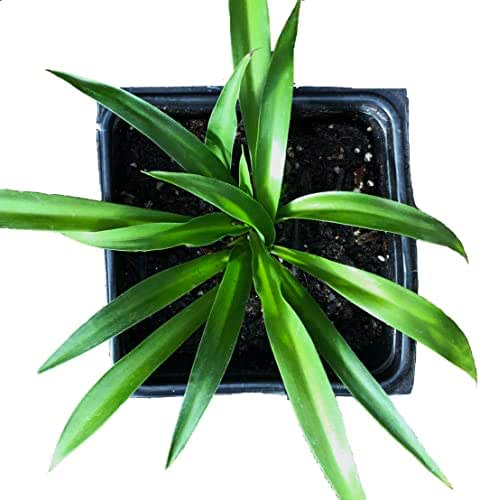 Shamrock Spider Plant (Chlorophytum comosum) 2.5 inch Pot - Non-Variegated,