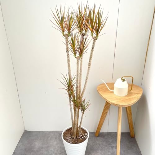 現品］85番 ドラセナ コンシンネ レインボー 観葉植物 室内 8号 プラ鉢