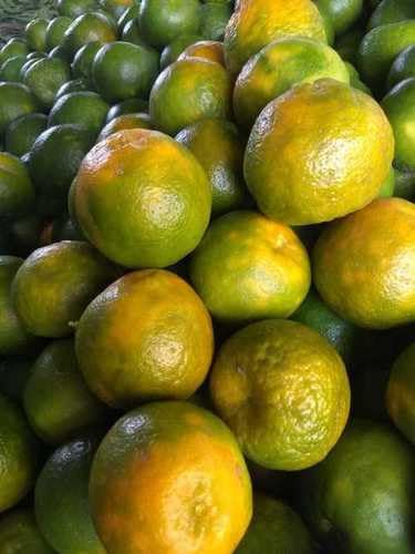 Golden Bloom Nagpur Mandarin Orange Healthy Sweet Grafted Fruit Live Plants & Tree(1-2 Ft Size) Pack of 1 Original Nagpuri orange Grafted Plant (B0CK5HMXNQ) Amazon Price History, Amazon Price Tracker