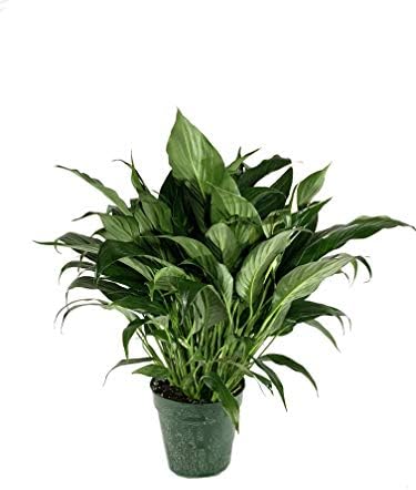 Peace Lily - 3 Live Plants in 6 Inch Pots - Spathiphyllum - Air C...