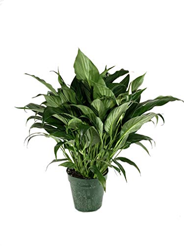 Peace Lily - 3 Live Plants in 6 Inch Pots