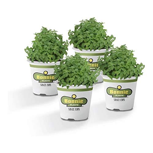 Pack de 4 Plantas de Menta en Maceta de 10cm Naturales Plantas Vivas