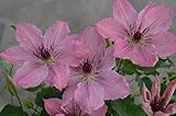 Clematis Sarah Elizabeth 1 Starter Plant 2.5 Inch Pot Quality Plants Online