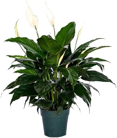 Peace Lily Plant-Friendship Foliage's Fa...