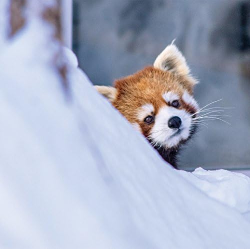 へんてこ レッサーパンダ Amazon Com Books