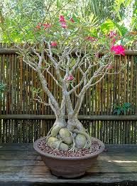 Bonsai live plants for home decor,Adenium bonsai plant (Pack of 2 with pot) (B0CQ57JJNR) Amazon Price History, Amazon Price Tracker
