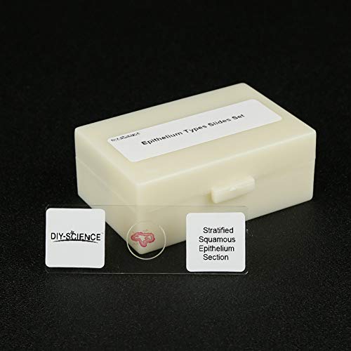 Image of Prepared Epithelium Types Microscope Slides Set, Excellent 11pcs Specimens Representing The Major Types of Epithelium